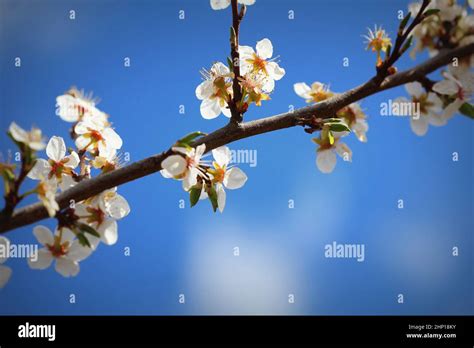 Photo Of Beautiful Plumy Blossom Abstract Natural Background Fine Art