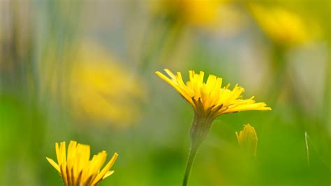 Download Wallpaper 3840x2160 Dandelions Flowers Yellow Green Petals