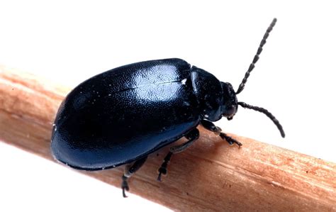 Les Insectes Mangeur De Bois Xylophage Charançon