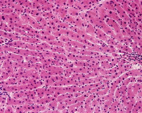 Human Liver Light Micrograph Acheter Une Photo 13601236 Science