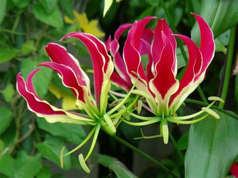 Gloriosa Superba Rothschildiana Glory Lily World Of Flowering