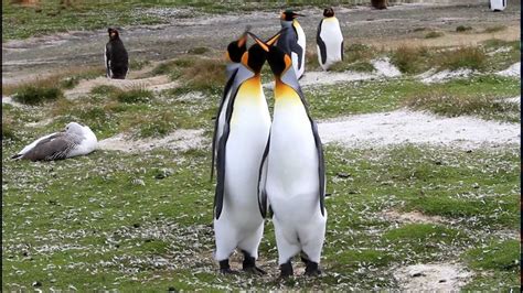 King Penguin Courtship Behavior Youtube