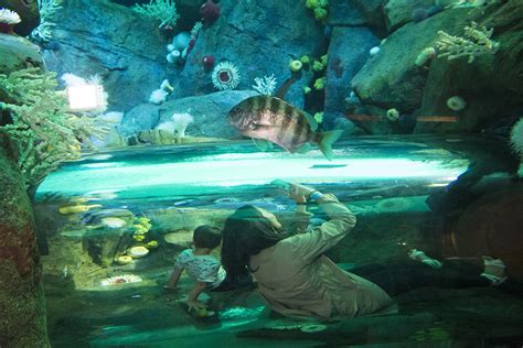 When Will New York Aquarium Reopen Aquarium Views