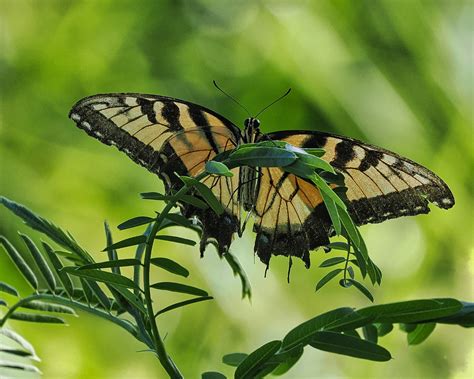 Eastern Tiger Swallowtail Papilio Glaucus Along The Spil Flickr