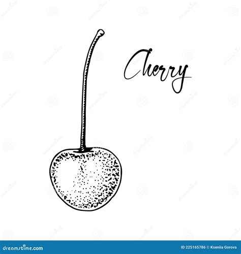 Hand Drawn Cherry Berry Isolated On White Background Vector
