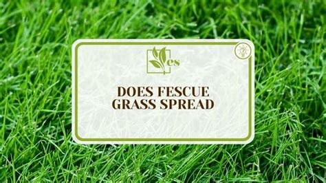 Does Fescue Grass Spread Learn Cool Ways To Promote Its Spread