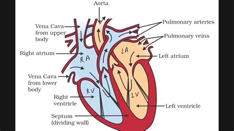 Human Heart Explanation Ncert Class 10 Science Cbse Youtube