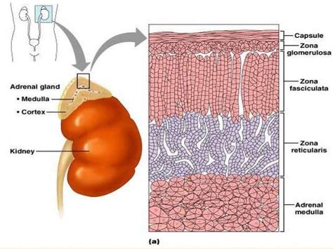 Pictures Of Adrenal Cortex Healthiack