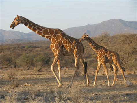 Giraffe The Biggest Animals Kingdom