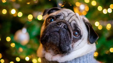 Download Wallpaper 2560x1440 Pug Dog Cute Tree New Year Widescreen 169 Hd Background