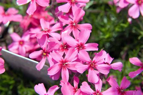 How To Grow Woodland Phlox Plant Plantly