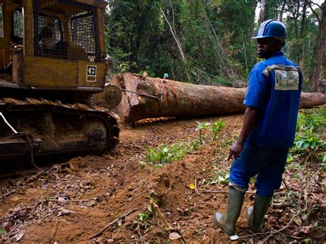Cameroon Populations Contest Ebo Forest Concession Project Afrik 21