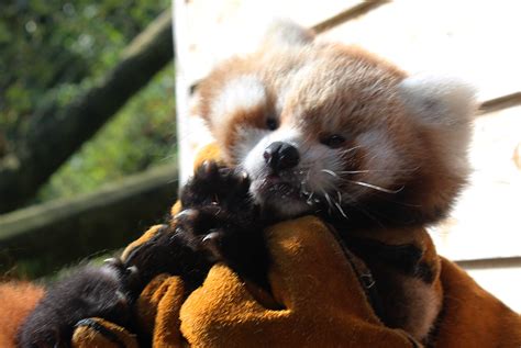 Belfast Zoo Announces Birth Of Red Panda Cub Ahead Of International Red
