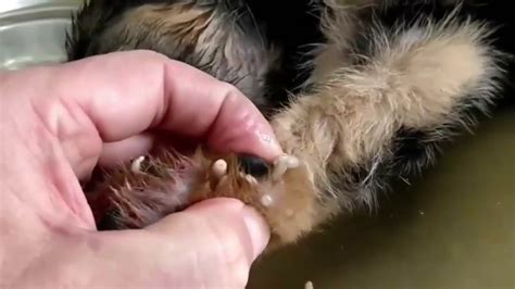 Removing Popping Huge From Dogs Amazing Pimple Popping Animals