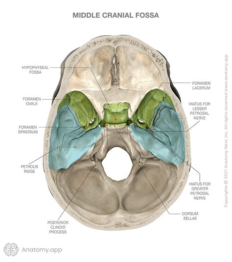 Víctor Amor Oferta De Trabajo Cranial Cavity Anatomy Muelle Compañero