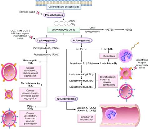 Inflammatory process.  Download Scientific Diagram