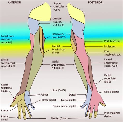 Anatomy Shoulder And Upper Limb Arm Structure And Function