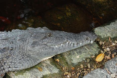 American Crocodile Crocodylus Acutus Everglades National Flickr