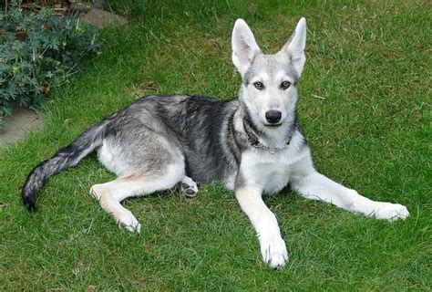 Top 10 White German Shepherd Mixed With Wolf You Need To Know