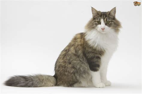 These sturdy, distinctive cats are people lovers who will delight you with their beautiful coats and charming personalities. Norwegian Forest Cat Cat Breed | Facts, Highlights ...