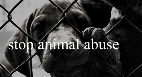 Petition · Stop And Prevent Animal Abuse ·