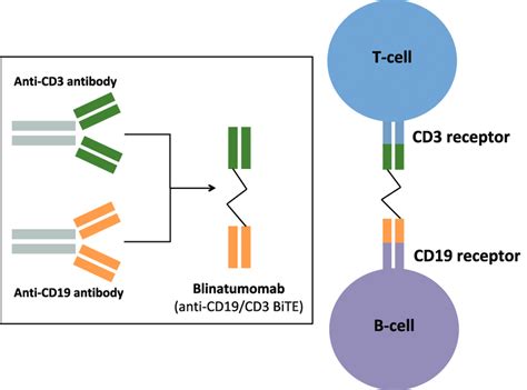 Construct And Basic Mechanism Of Action Of Blinatumomab Blinatumomab