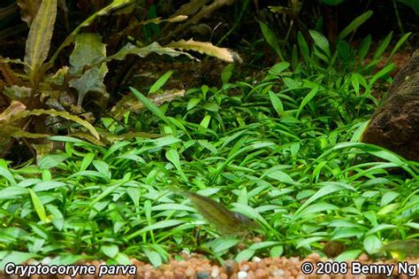 Cryptocoryne parva are extremely easy to grow. Cryptocoryne parva | INVITAL