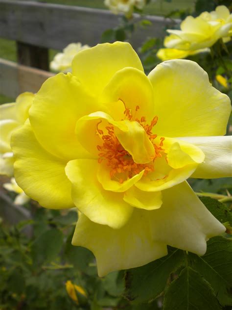 Aphids are a type of white bug that are also known collectively as plant lice. get rid of aphids on your rose bush with help from a landscape designer in. W.O.Bearden/Southern Shade Nursery: Yellow Knockout Rose