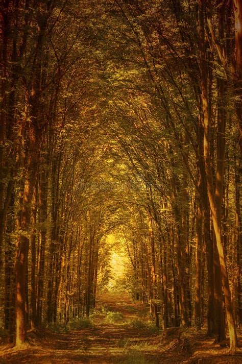 Forest Road Arch Of Tree Branches In The Autumn Forest Stock Photo