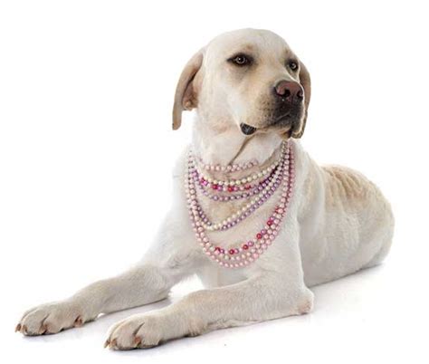 Why Do Dogs Loves Jewelry Rings Necklaces And Bracelets Zooawesome