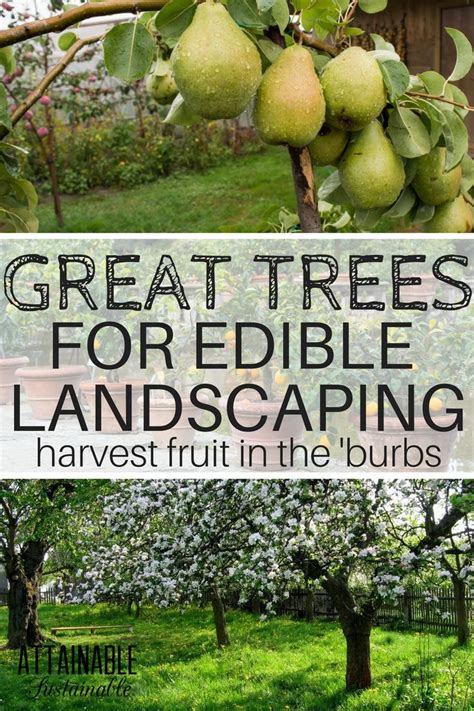 List Of Fruit Trees For An Urban Orchard Small Scale Harvest Edible