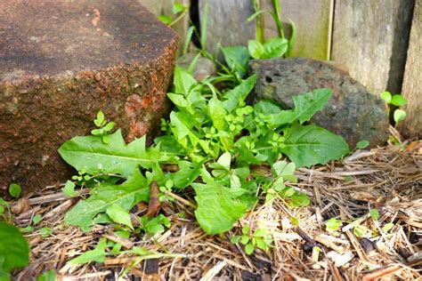 Weeds In The Garden What We Pull What We Leave And Why