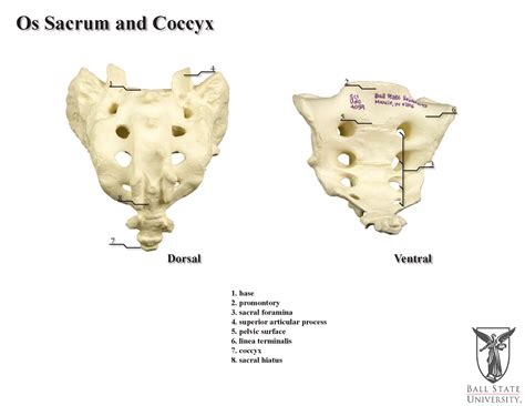 Sacrum And Coccyx Anatomy Human Anatomy