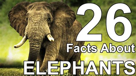 26 Facts About Elephants Youtube