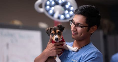 Difference Between Veterinary Assistant And Veterinary Technician