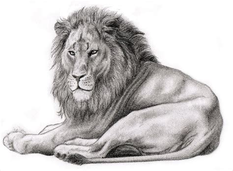 Realistic Lion Pencil Drawing Bestpencildrawing