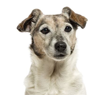 Close Up Of An Old Jack Russell Terrier 13 Years Old Stock Photo