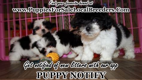 Puppy Craigslist Dallas