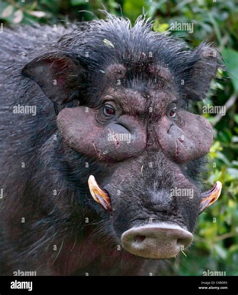 A Rarely Seen Giant Hog In The Salient Of The Aberdare National Park