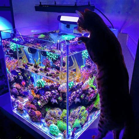 Pin By Blake Sexton On Aquariums Design And Consept Saltwater Fish