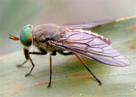 Types Of Flies In Australia
