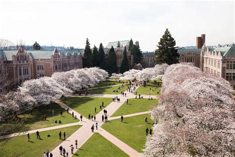 Top View Uw Cherry Blossoms University Of Washington Honors Program