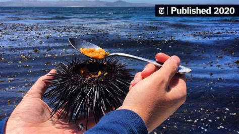 Sea Urchins Star In This Food Film The New York Times