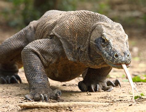 We did not find results for: KOMODO DRAGON LIFE EXPECTANCY