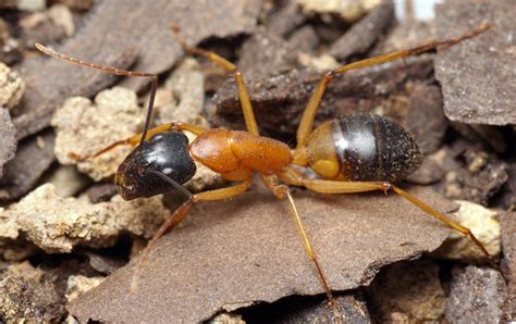 Although getting rid of the ants in your kitchen can seem like a daunting task, some household repellent solutions combined with heavy duty ant baits can look at the ants in your kitchen and note their characteristics. Sugar Ant - Barmac Pty Ltd