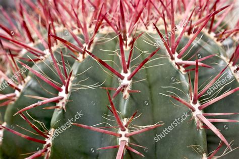 Mexican Lime Cactus Ferocactus Pilosus Editorial Stock Photo Stock