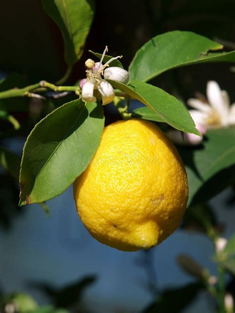 Lemon Tree Stock Image Image Of Freshness Closeup Fruit 35315015