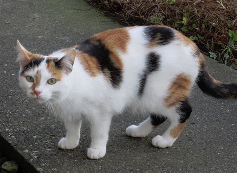 Nilly Hall Calico Cats