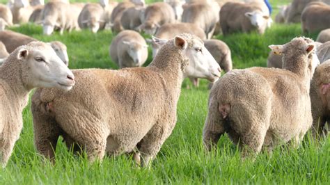 Flush Feeding In Ewes Molatek