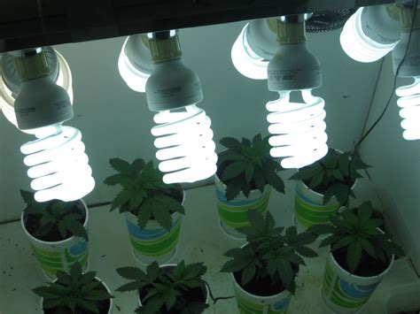 Fluorescent grow lights and compact fluorescent grow lights use substantially less energy than traditional mh and hps grow lights. Cannabis GOLD - The Best Use Of Marijuana Grow Lights ...